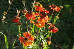 Helenium 'Moerheim Beauty'Zonnekruid bestellen